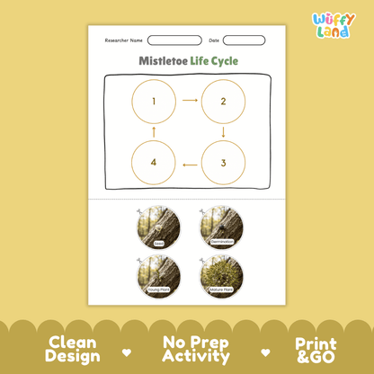 Mistletoe Life Cycle Poster and Cut and Paste Activity Worksheets