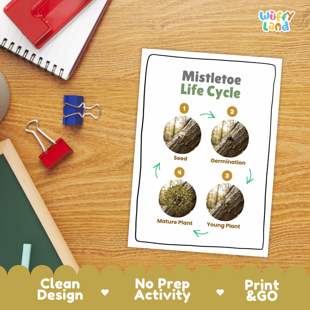 Mistletoe Life Cycle Poster and Cut and Paste Activity Worksheets