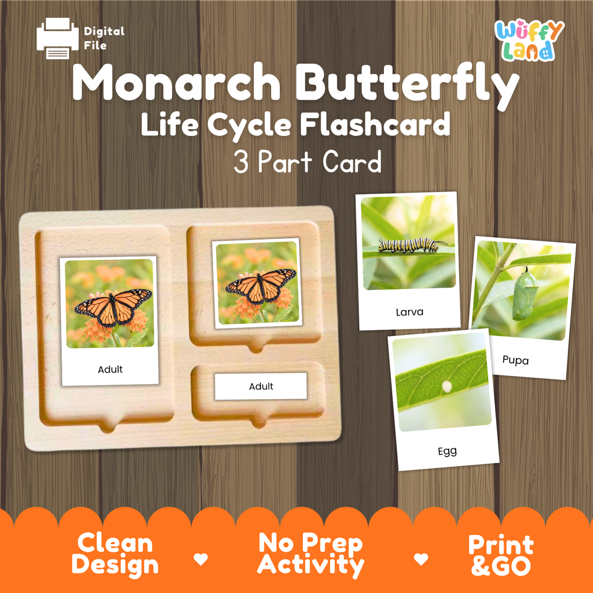 Monarch Butterfly Life Cycle Flashcard 3 Part Cards Science Activity Printable