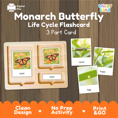 Monarch Butterfly Life Cycle Flashcard 3 Part Cards Science Activity Printable