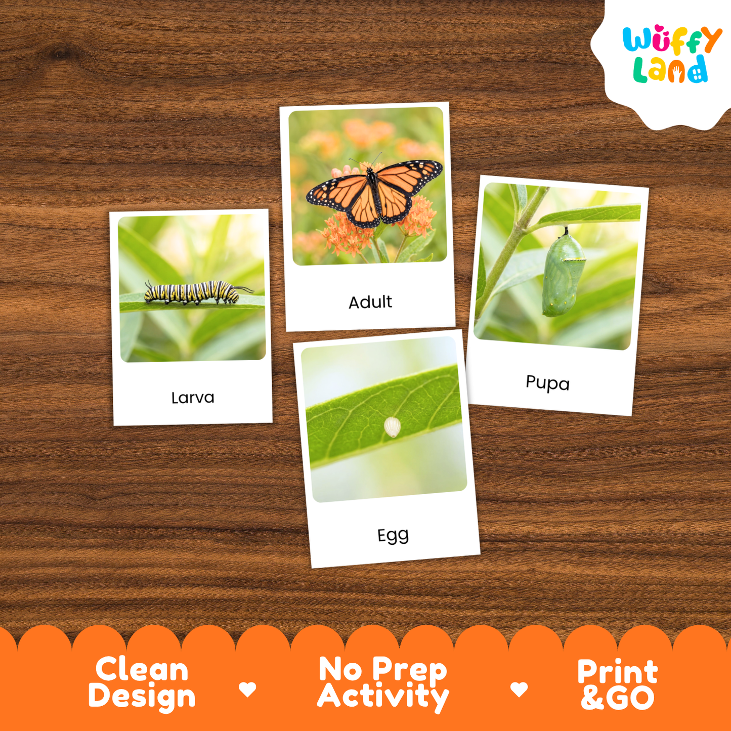 Monarch Butterfly Life Cycle Flashcard 3 Part Cards Science Activity Printable