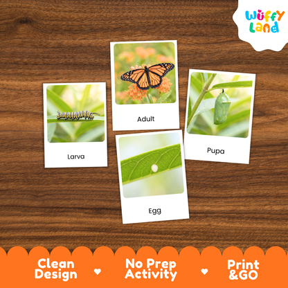 Monarch Butterfly Life Cycle Flashcard 3 Part Cards Science Activity Printable