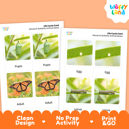 Monarch Butterfly Life Cycle Flashcard 3 Part Cards Science Activity Printable