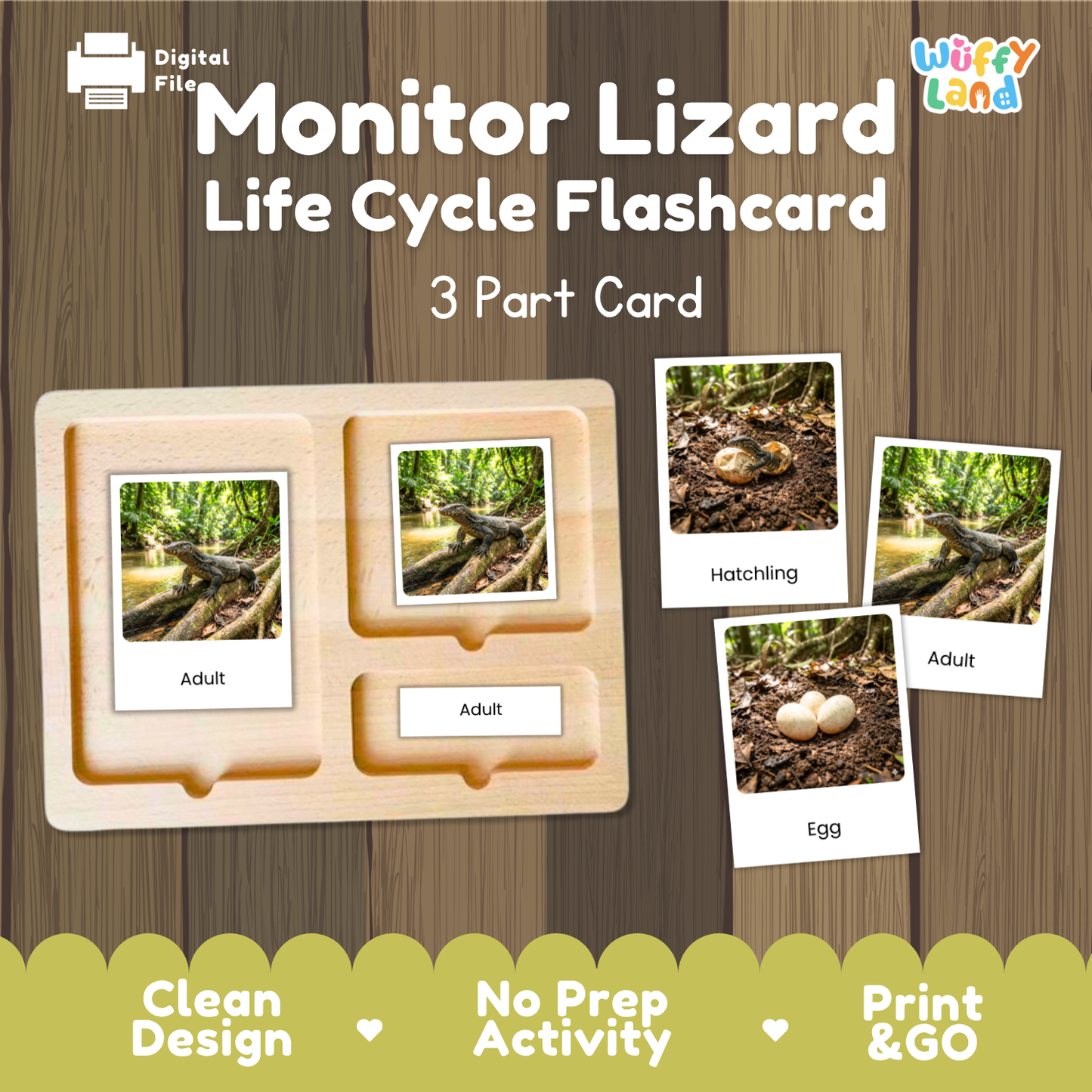 Monitor Lizard Life Cycle Flashcards 3 Part Cards Montessori Science Activity