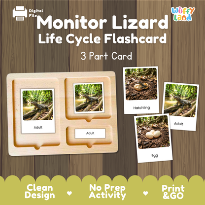 Monitor Lizard Life Cycle Flashcards 3 Part Cards Montessori Science Activity