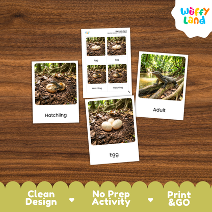 Monitor Lizard Life Cycle Flashcards 3 Part Cards Montessori Science Activity