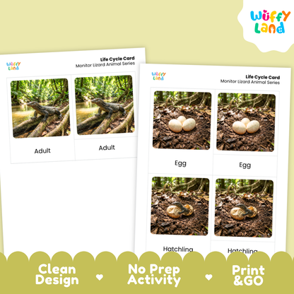 Monitor Lizard Life Cycle Flashcards 3 Part Cards Montessori Science Activity