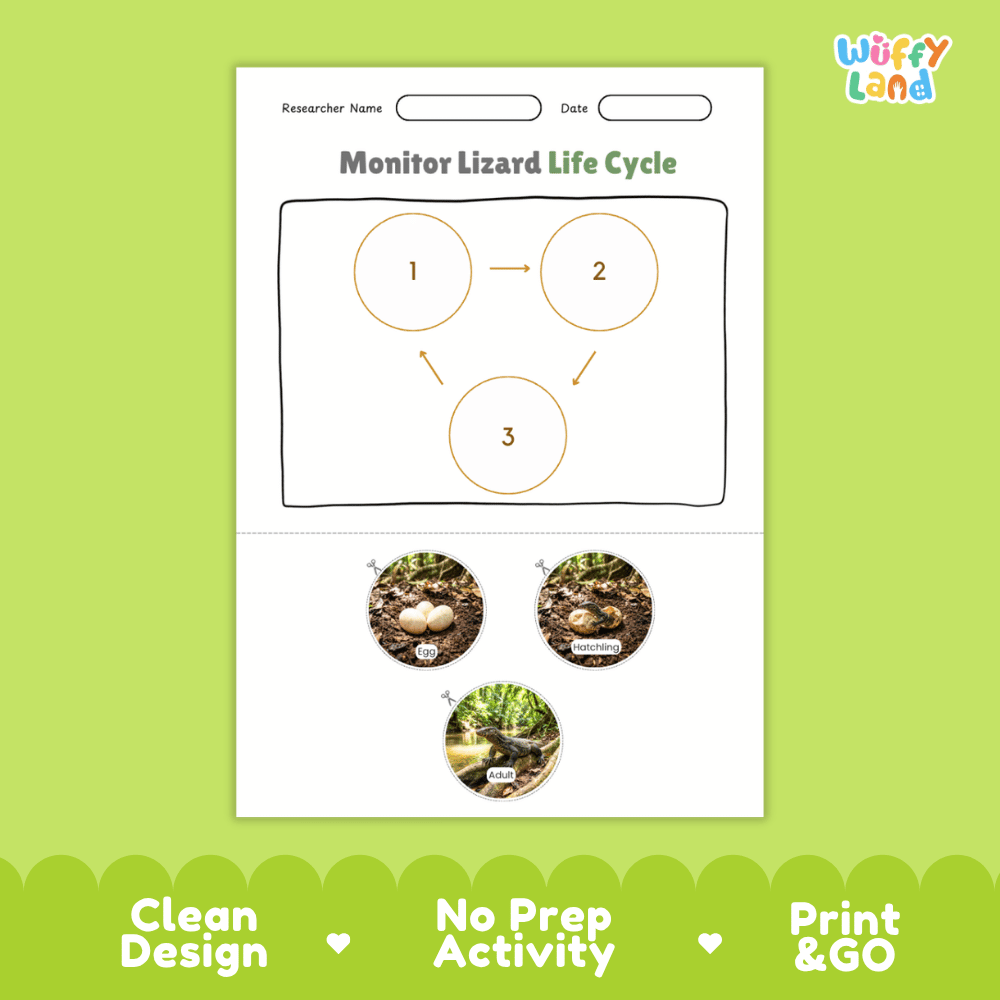 Monitor Lizard Life Cycle Poster and Cut and Paste Activity Worksheets