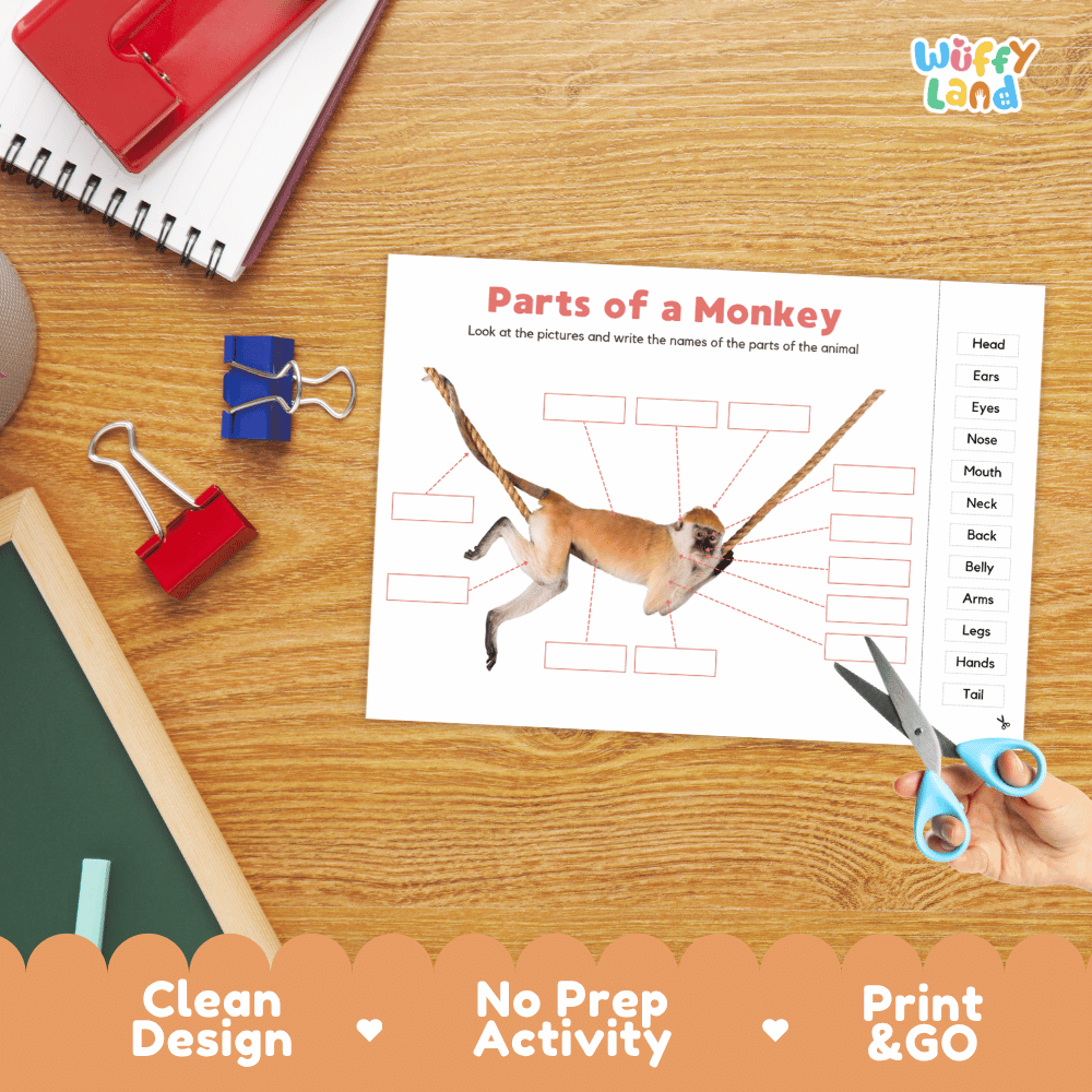 Differentiated monkey body parts labeling worksheets featuring fill-in write-in boxes and vocabulary word bank