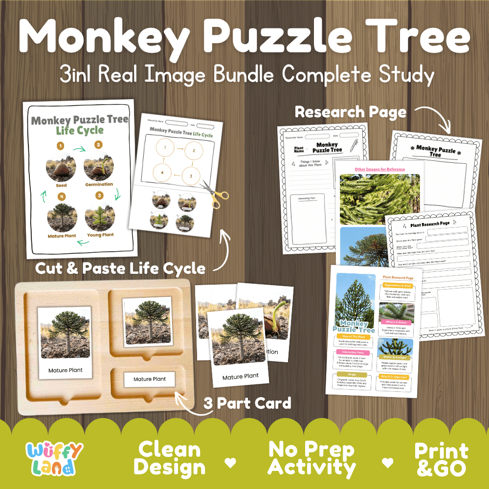Monkey puzzle tree 3in1 real image bundle complete study printable featuring life cycle cut and paste worksheets, Montessori 3-part cards, and research pages