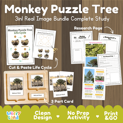 Monkey puzzle tree 3in1 real image bundle complete study printable featuring life cycle cut and paste worksheets, Montessori 3-part cards, and research pages