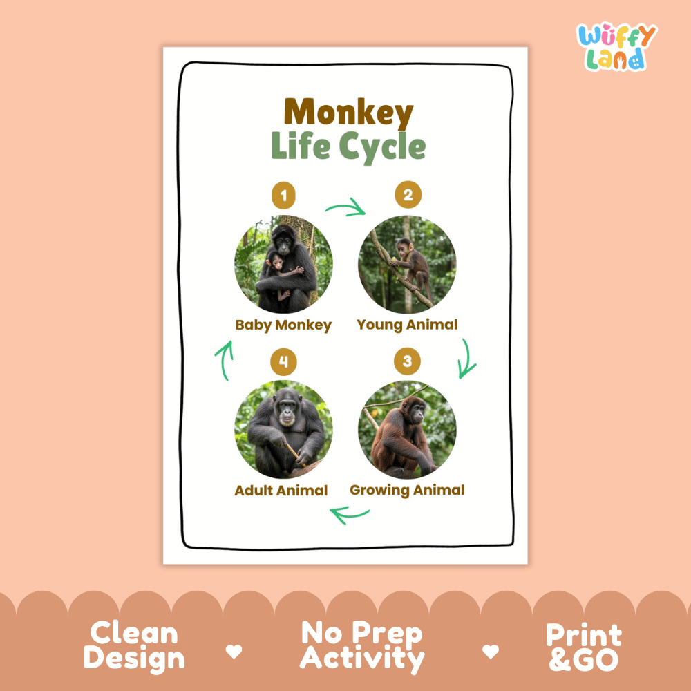 Monkey Life Cycle Poster and Cut and Paste Activity Worksheets