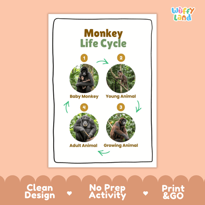 Monkey Life Cycle Poster and Cut and Paste Activity Worksheets