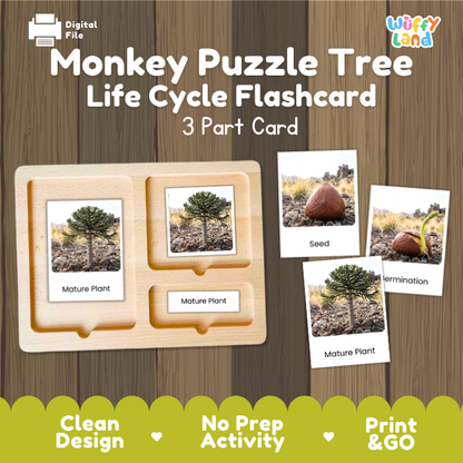 Monkey Puzzle Tree Life Cycle Flashcards | 3 Part Cards Montessori Science Activity