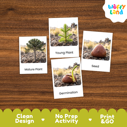 Monkey Puzzle Tree Life Cycle Flashcards | 3 Part Cards Montessori Science Activity