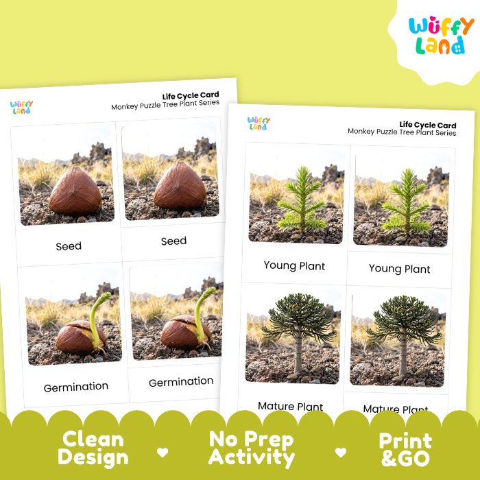 Monkey Puzzle Tree Life Cycle Flashcards | 3 Part Cards Montessori Science Activity