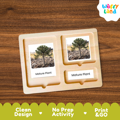 Monkey Puzzle Tree Life Cycle Flashcards | 3 Part Cards Montessori Science Activity