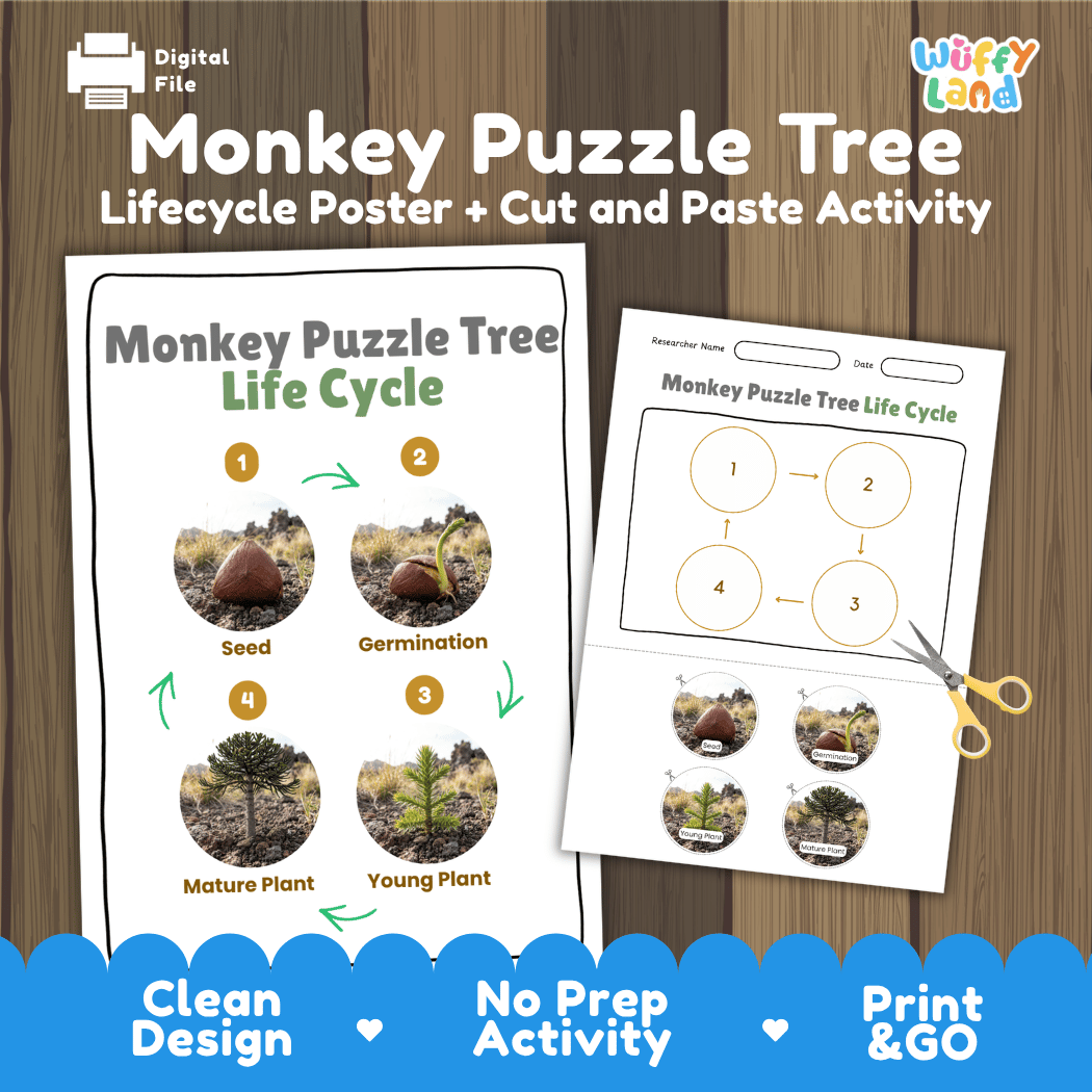 Monkey Puzzle Tree Life Cycle Poster and Cut and Paste Activity Worksheet