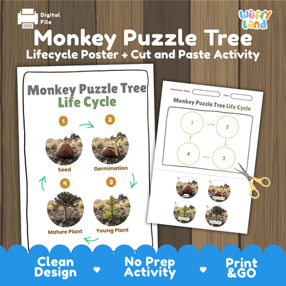 Monkey Puzzle Tree Life Cycle Poster and Cut and Paste Activity Worksheet