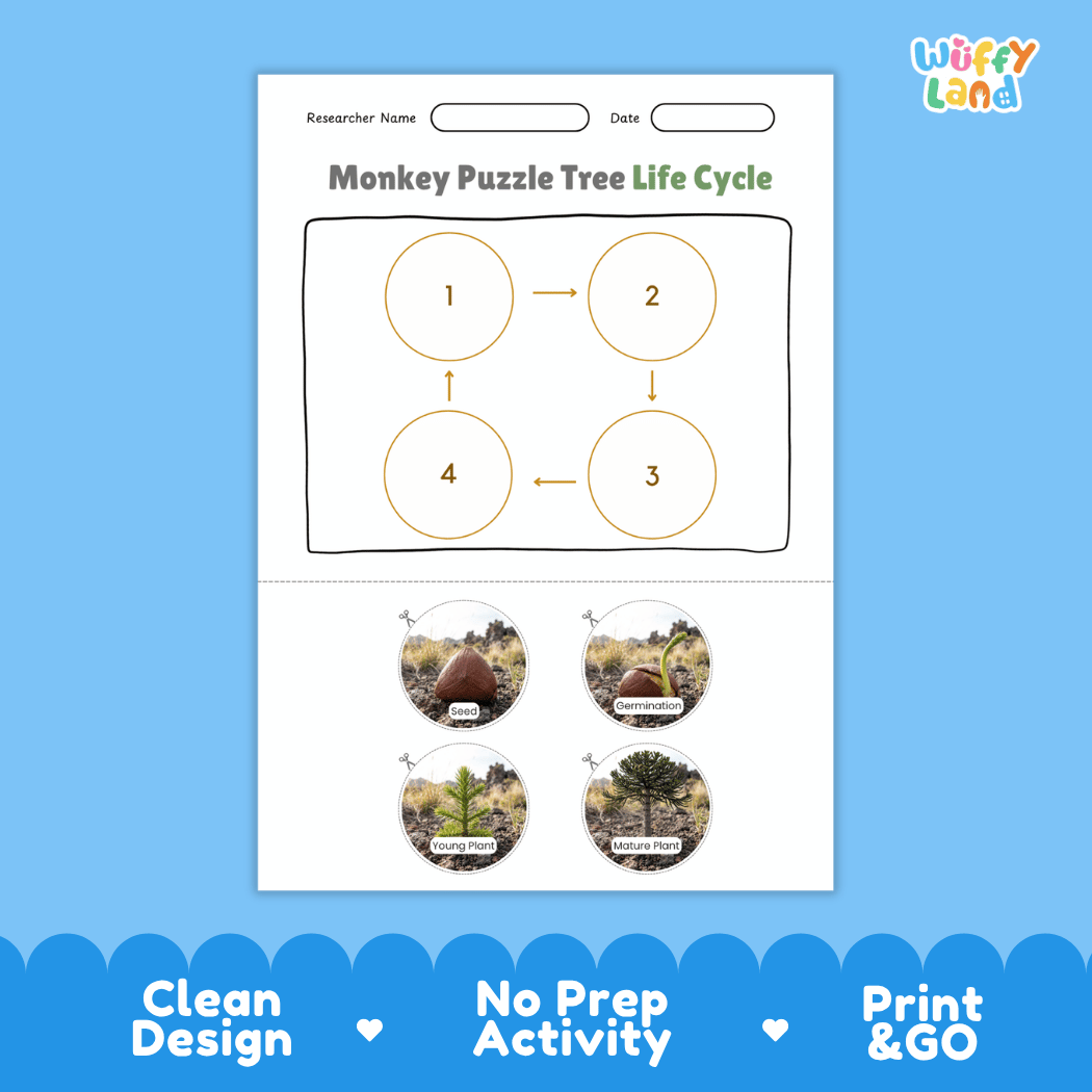 Monkey Puzzle Tree Life Cycle Poster and Cut and Paste Activity Worksheet