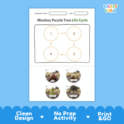 Monkey Puzzle Tree Life Cycle Poster and Cut and Paste Activity Worksheet