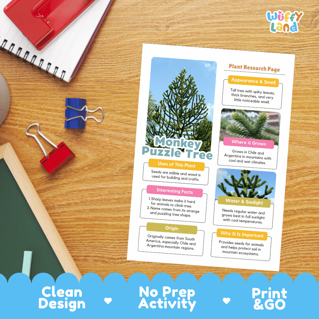 Monkey Puzzle Tree Plant Research Page Worksheets and Fact Sheet