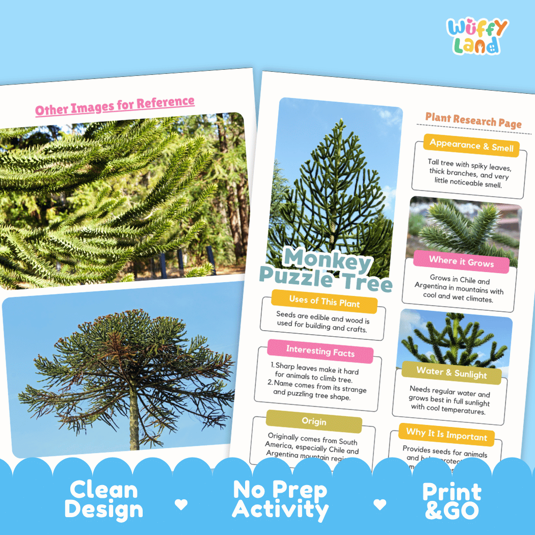 Monkey Puzzle Tree Plant Research Page Worksheets and Fact Sheet
