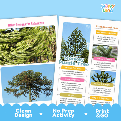 Monkey Puzzle Tree Plant Research Page Worksheets and Fact Sheet