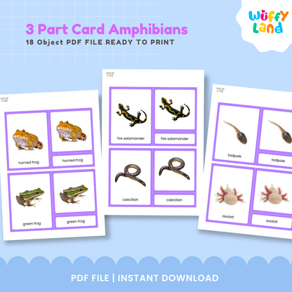 Montessori amphibian nomenclature cards with realistic frog and toad pictures for hands-on vocabulary learning