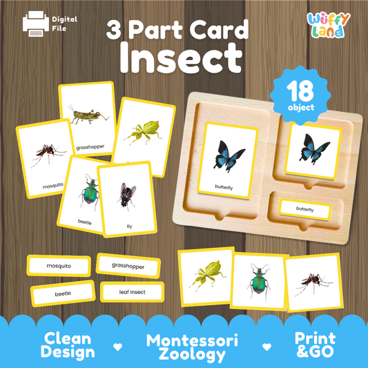 Montessori insect nomenclature cards for kids with realistic pictures and labels for hands-on learning