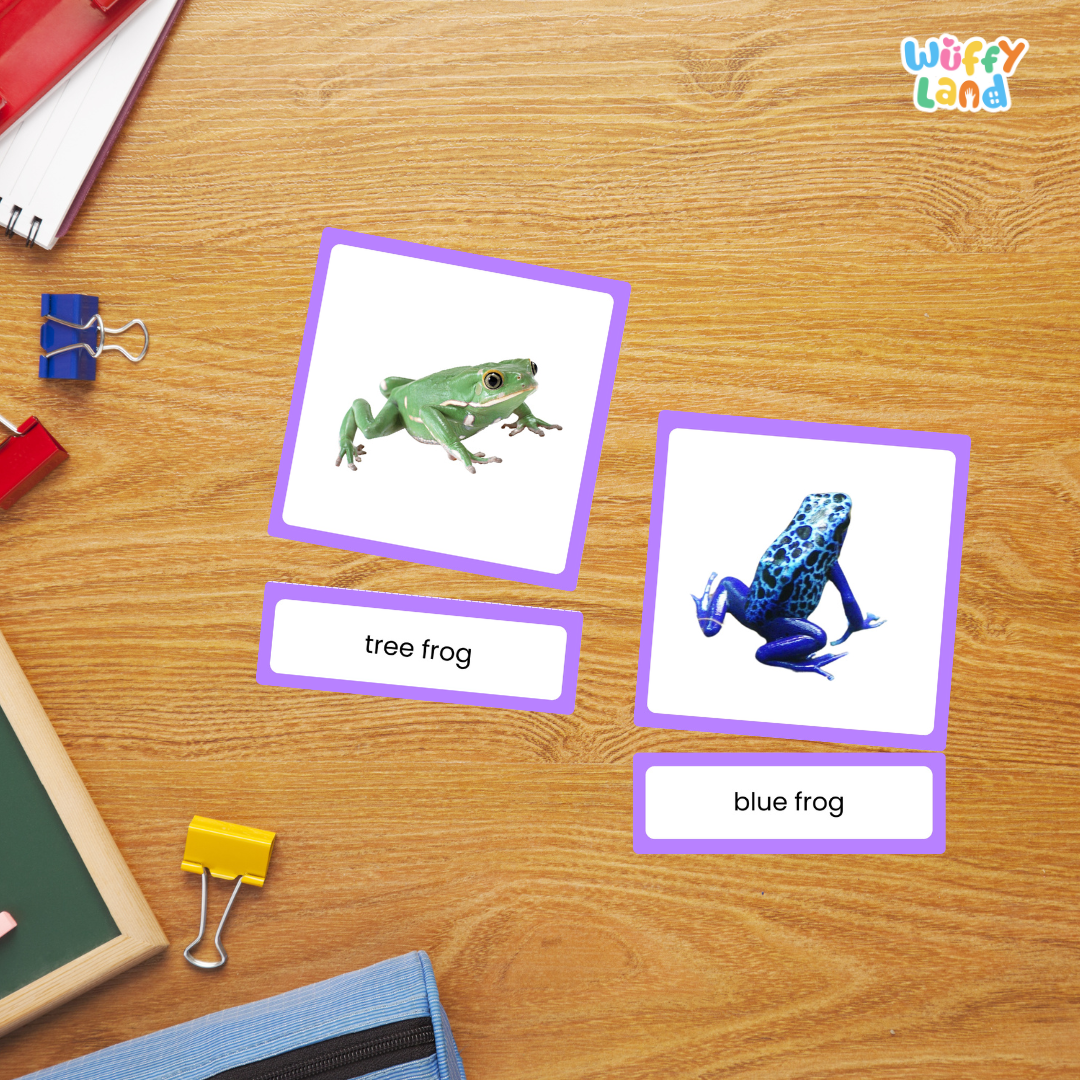 Montessori zoology amphibian cards featuring tree frog, bullfrog, toad and poison dart frog for animal classification