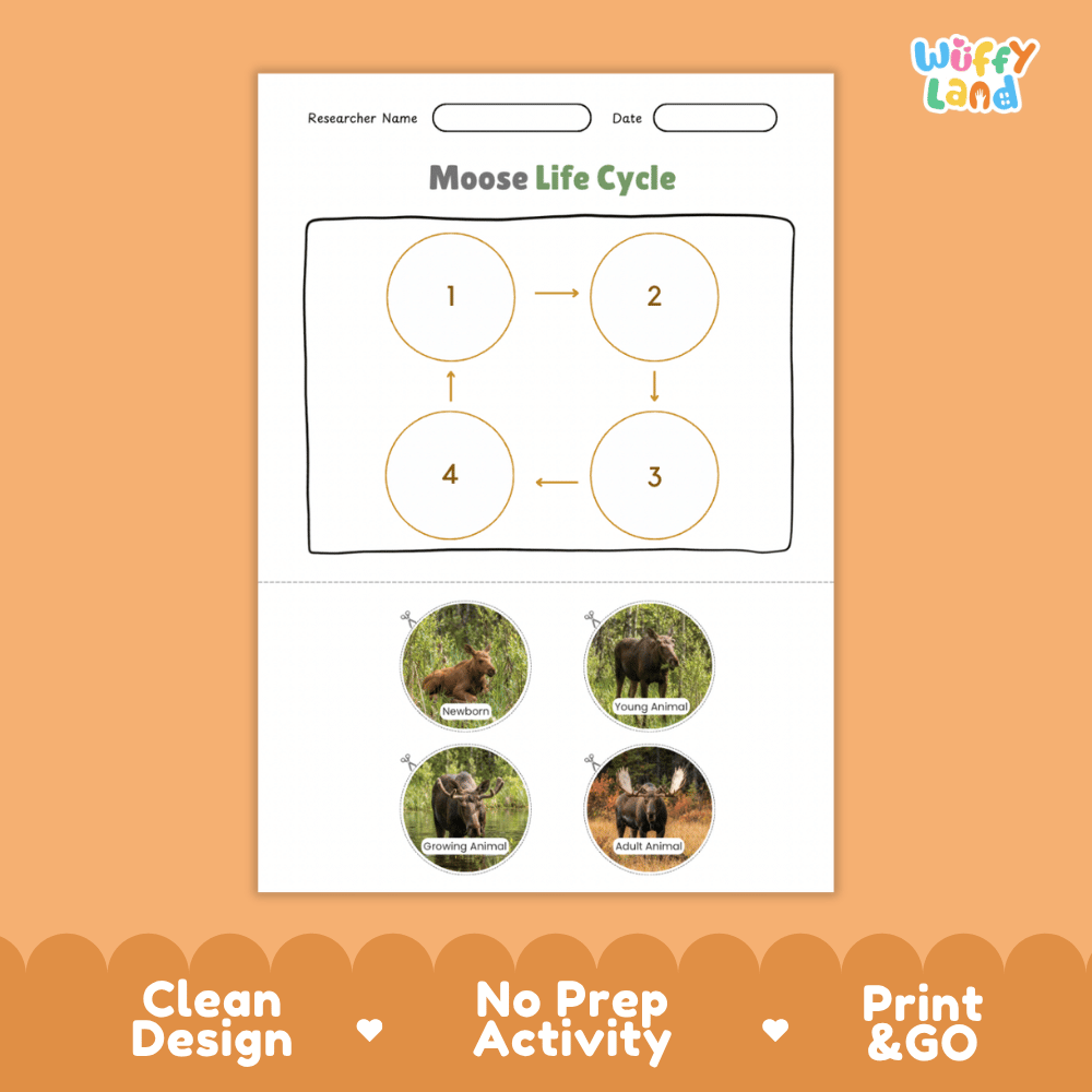 Moose Life Cycle Poster and Cut and Paste Activity Worksheets