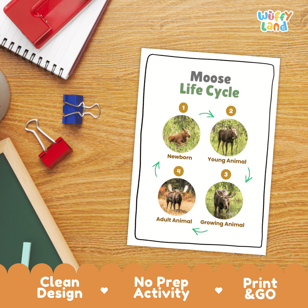 Moose Life Cycle Poster and Cut and Paste Activity Worksheets