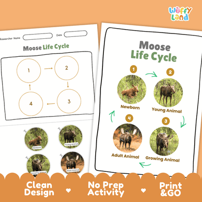 Moose Life Cycle Poster and Cut and Paste Activity Worksheets