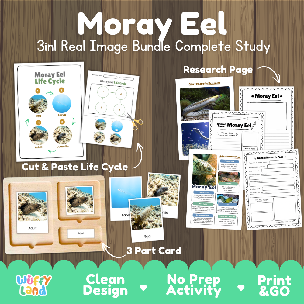 Moray eel 3-in-1 real image bundle complete study cover showing cut and paste life cycle, 3 part cards, and research pages