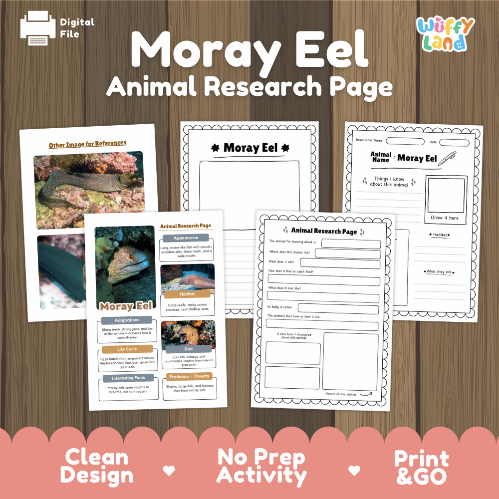 Moray Eel Animal Research Page Worksheets and Fact Sheet Activity