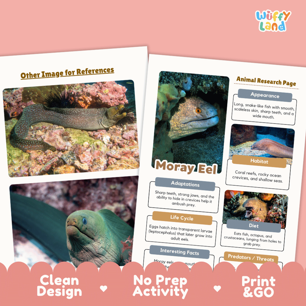 Moray Eel Animal Research Page Worksheets and Fact Sheet Activity