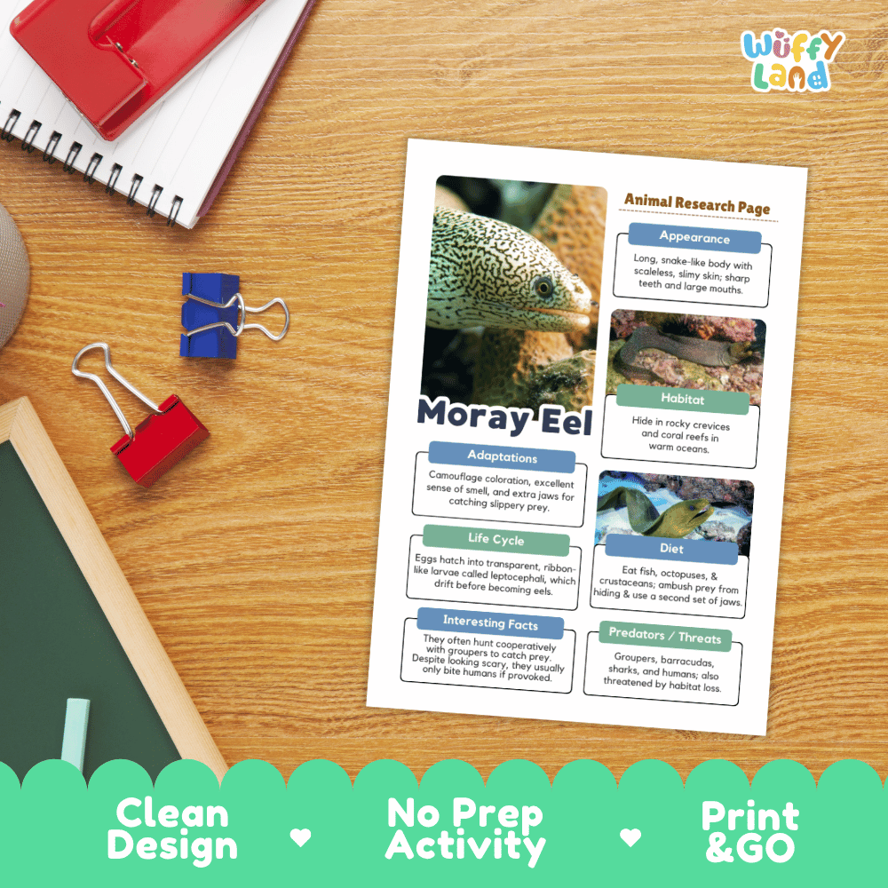 An educational printout titled 'Moray Eel' activity sheet displayed on a wooden desk with school supplies, featuring a green moray eel photo and text sections about appearance, habitat, adaptations, life cycle, and interesting facts. A 'Wiffly land' logo appears in the top right, and a green banner at the bottom reads 'Clean Design', 'No Prep Activity', and 'Print & GO'.