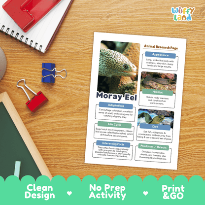 An educational printout titled 'Moray Eel' activity sheet displayed on a wooden desk with school supplies, featuring a green moray eel photo and text sections about appearance, habitat, adaptations, life cycle, and interesting facts. A 'Wiffly land' logo appears in the top right, and a green banner at the bottom reads 'Clean Design', 'No Prep Activity', and 'Print & GO'.