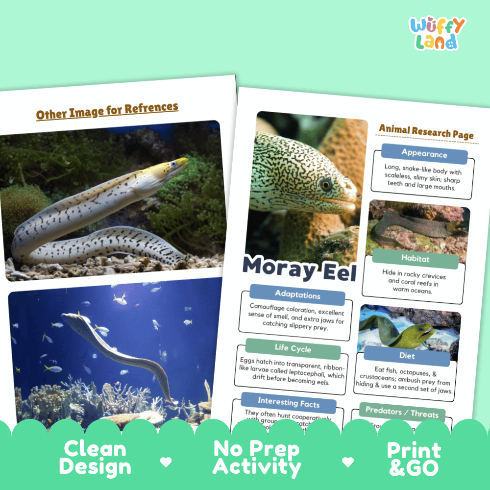 Two printed educational activity sheets for children about a moray eel, shown on a white background with a green decorative banner at the bottom. The sheets include aquarium photos, text boxes, and design elements such as 'Other Image for References,' 'Animal Research Page,' 'Clean Design,' 'No Prep Activity,' and 'Print & GO.