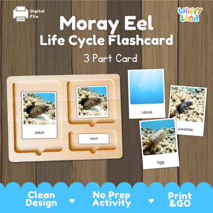 Moray Eel Life Cycle Flashcards 3 Part Cards Montessori Science Printable