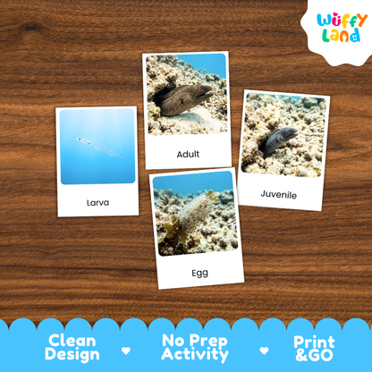 Moray Eel Life Cycle Flashcards 3 Part Cards Montessori Science Printable