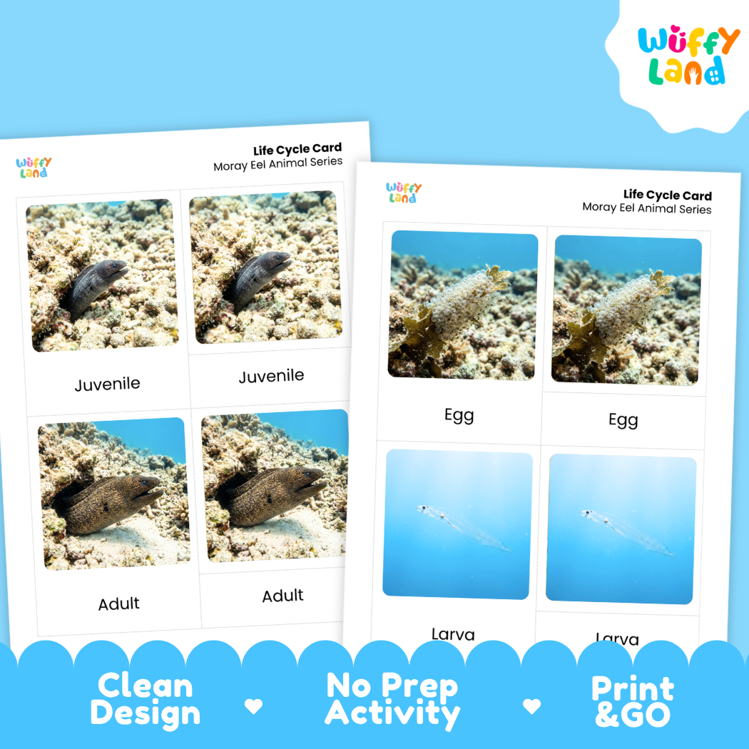 Moray Eel Life Cycle Flashcards 3 Part Cards Montessori Science Printable