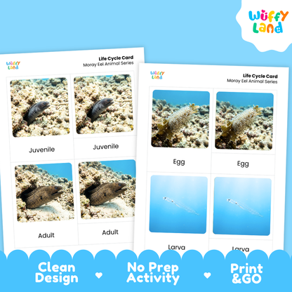 Moray Eel Life Cycle Flashcards 3 Part Cards Montessori Science Printable