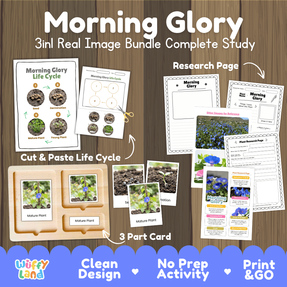 Morning glory plant 3in1 real image bundle complete study printable featuring life cycle cut and paste worksheets, Montessori 3-part cards, and research pages