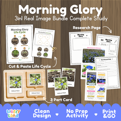 Morning glory plant 3in1 real image bundle complete study printable featuring life cycle cut and paste worksheets, Montessori 3-part cards, and research pages