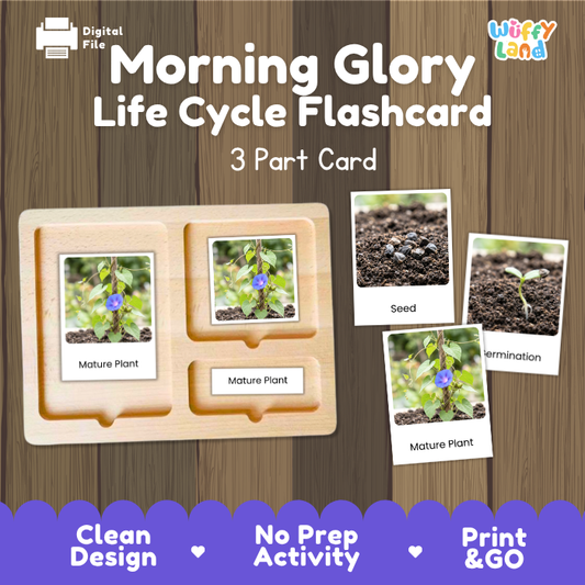 Montessori three part cards featuring real photographic images of morning glory growth stages and blooming climbing vines displayed on a wooden tray