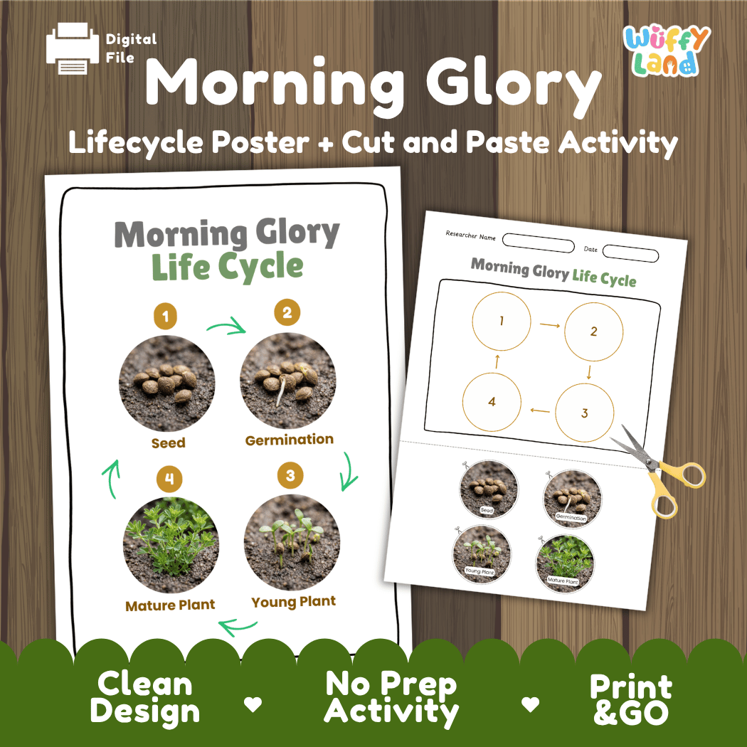 Morning Glory Life Cycle Poster and Cut and Paste Worksheet Activity