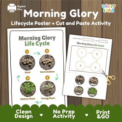 Morning Glory Life Cycle Poster and Cut and Paste Worksheet Activity
