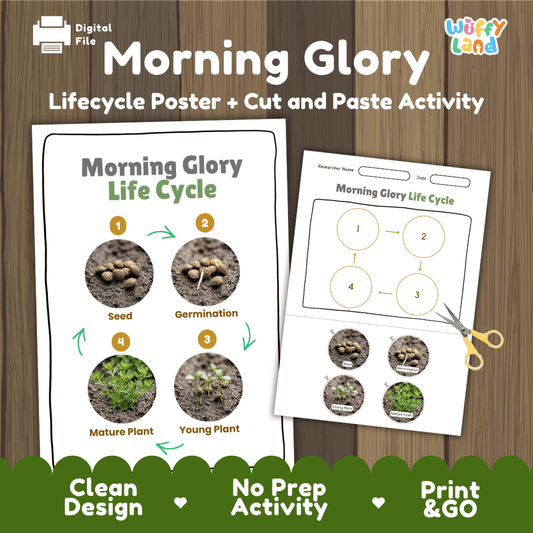 Educational morning glory plant life cycle cut and paste sequencing worksheet with real photos showing seed, germination, young plant, and mature plant